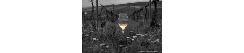 Expertise de caves à vin | Évaluation et estimation professionnelle – Vin Original